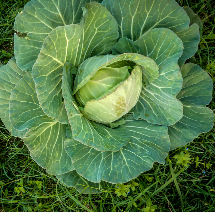 Organic Cabbage Green 1Kg